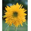 Double Quick Orange - (F1) Sunflower Seed