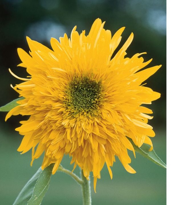 Double Quick Orange - (F1) Sunflower Seed
