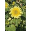 Starburst? Lemon Aura - Sunflower Seed