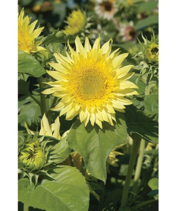 Starburst? Lemon Aura - Sunflower Seed