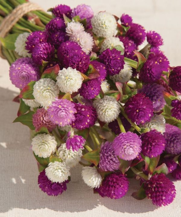 QIS? Formula Mix - Gomphrena Seed