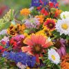 Butterfly & Hummingbird Mix - Flower Seed