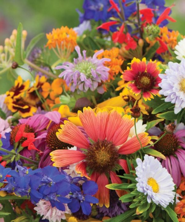 Butterfly & Hummingbird Mix - Flower Seed