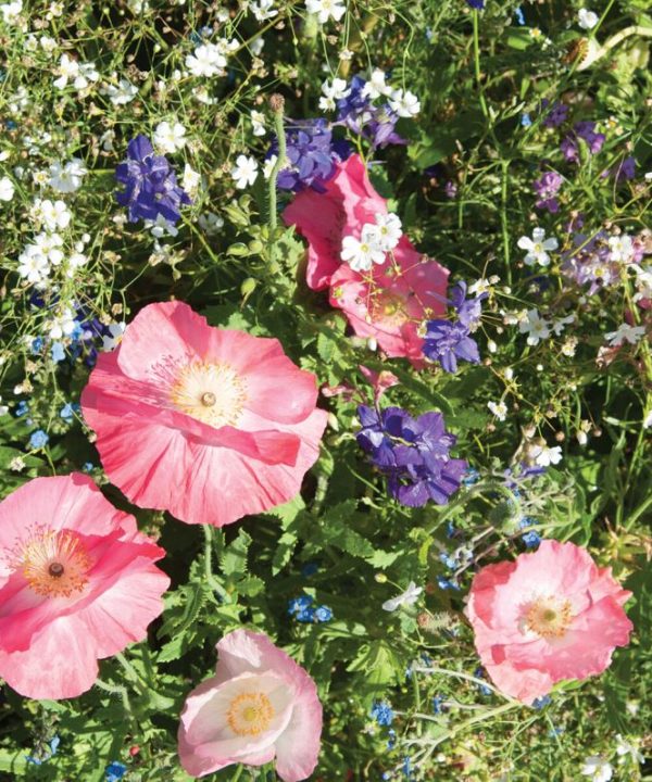 Shade Mix - Flower Seed
