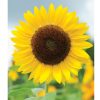 Full Sun Improved - (F1) Sunflower Seed
