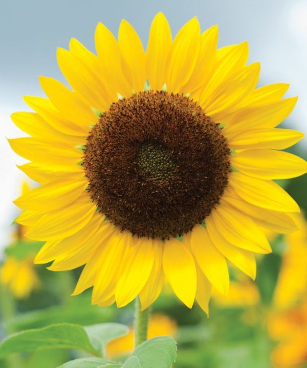 Full Sun Improved - (F1) Sunflower Seed