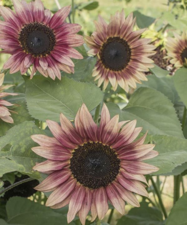 Strawberry Blonde - (F1) Sunflower Seed
