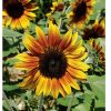 Firecracker - (F1) Sunflower Seed