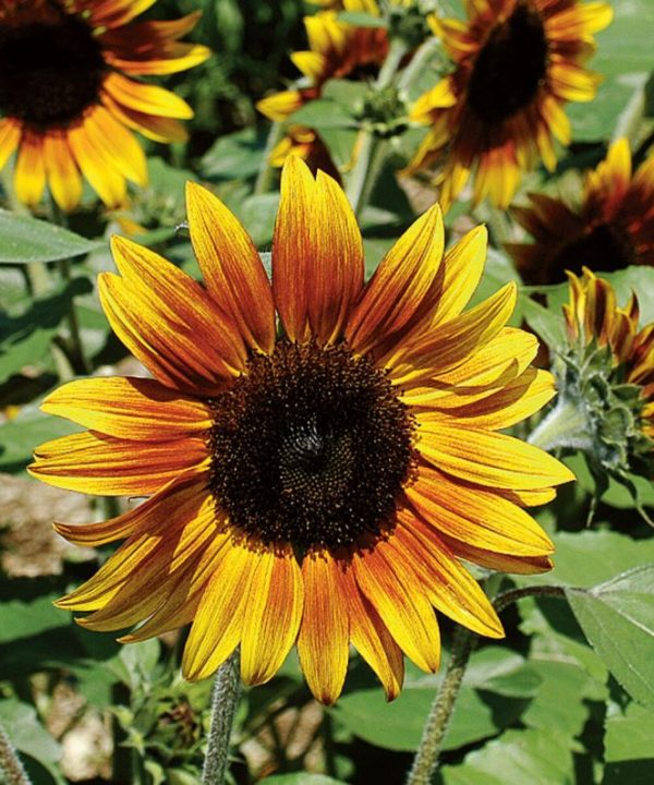 Firecracker - (F1) Sunflower Seed