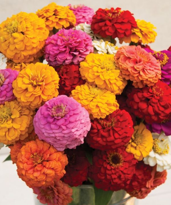 Oklahoma Formula Mix Improved Zinnia