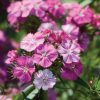 Amazon Neon Rose Magic Dianthus
