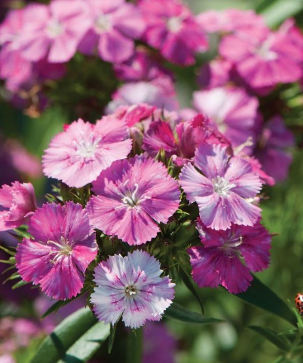 Amazon Neon Rose Magic Dianthus