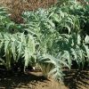 Porto Spineless - Cardoon Seed