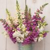 Camelot Mix - (F1) Digitalis Seed