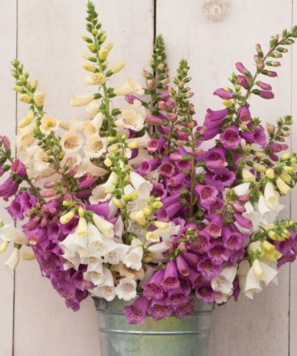 Camelot Mix - (F1) Digitalis Seed