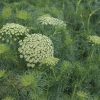 Green Mist - Ammi Seed