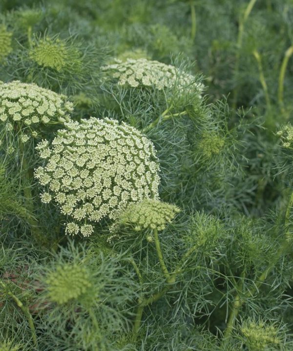 Green Mist - Ammi Seed