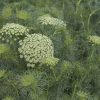 Green Mist - Organic Ammi Seed