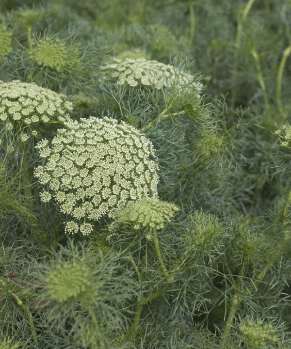 Green Mist - Organic Ammi Seed