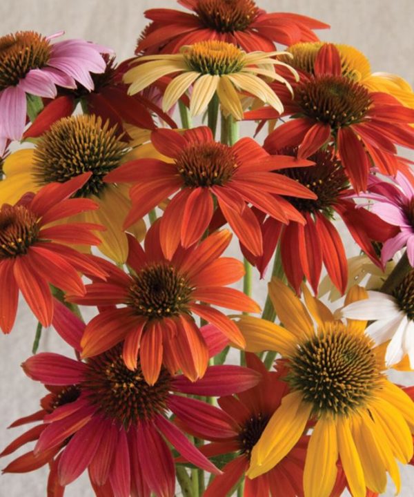 Cheyenne Spirit - Echinacea Seed