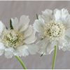Fama White - Scabiosa Seed