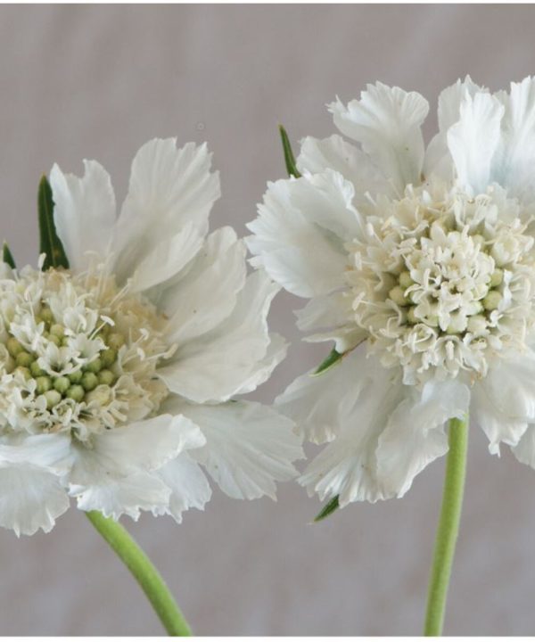 Fama White - Scabiosa Seed