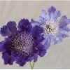 Fama Deep Blue - Scabiosa Seed