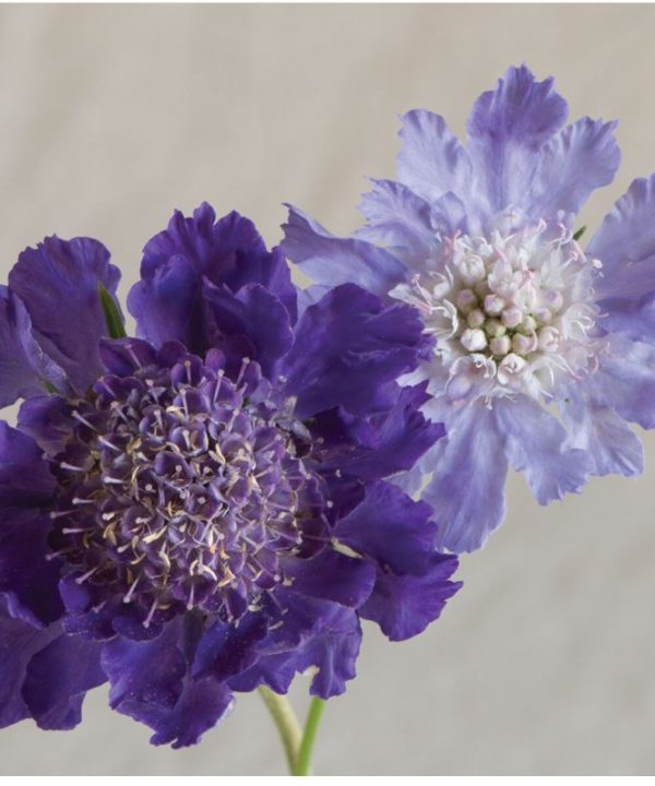 Fama Deep Blue - Scabiosa Seed
