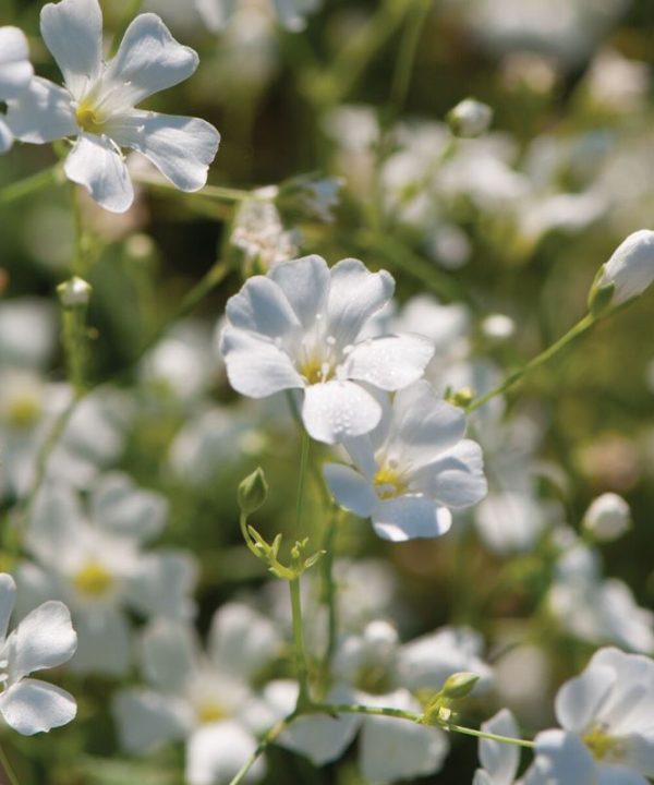 Covent Garden Market - Gypsophila Seed