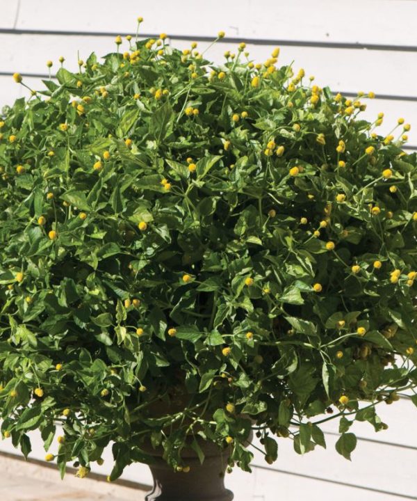 Lemon Drops - Spilanthes Seed