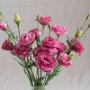 Arena III Red - (F1) Lisianthus Seed