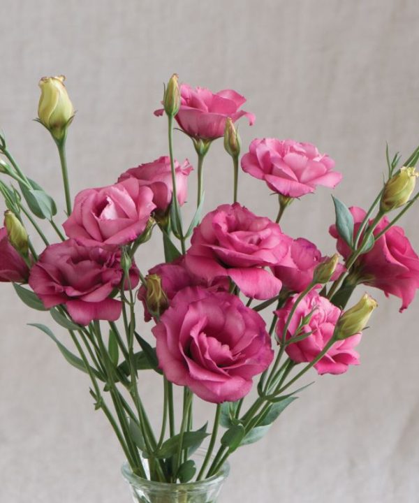 Arena III Red - (F1) Lisianthus Seed