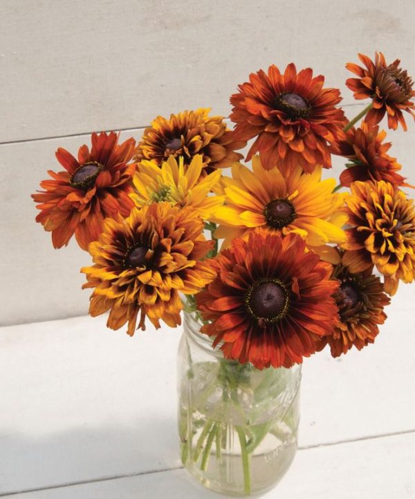 Cherokee Sunset Mix - Rudbeckia Seed