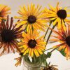 Chim Chiminee Mix - Rudbeckia Seed
