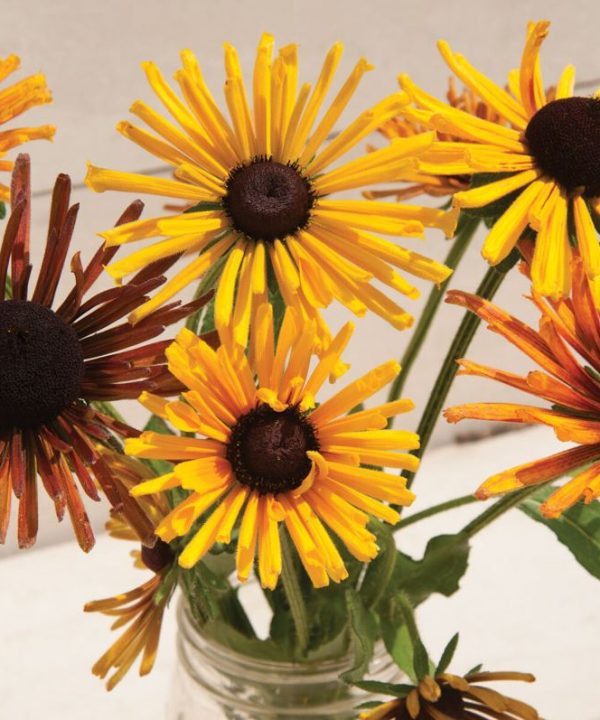 Chim Chiminee Mix - Rudbeckia Seed