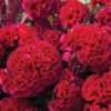 Red Flame - Organic Celosia Seed