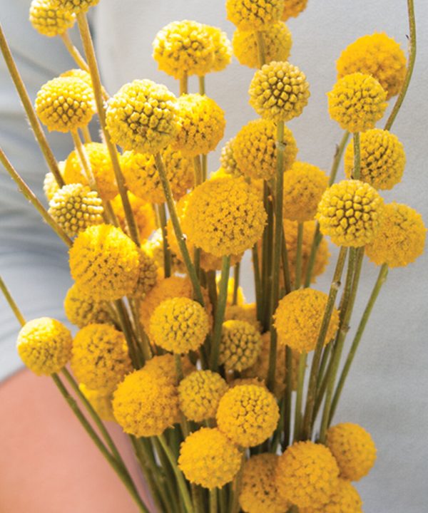 Sun Ball - Craspedia Seed