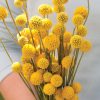 Sun Ball - Organic Craspedia Seed