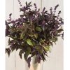Aromatto - Organic Basil Seed