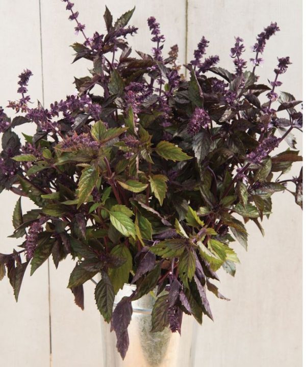 Aromatto - Organic Basil Seed