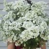 White Finch - Organic Orlaya Seed