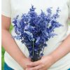 Victoria Blue - Salvia Seed