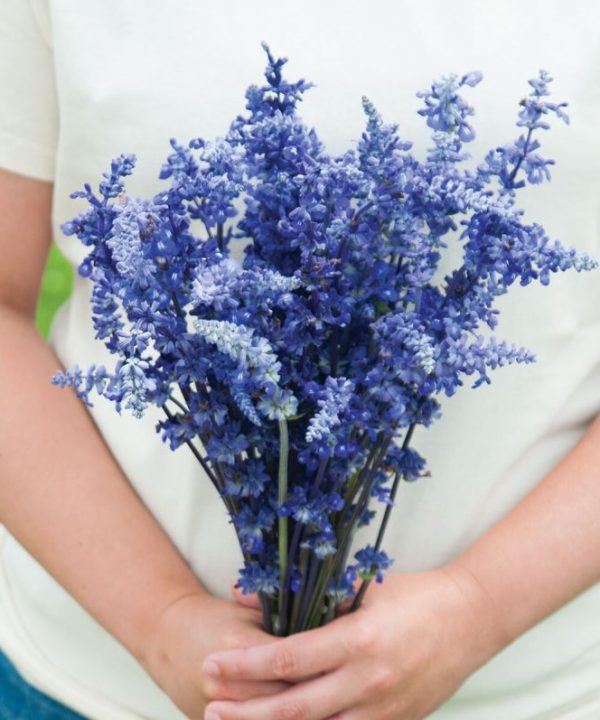 Victoria Blue - Salvia Seed