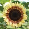 ProCut? Red/Lemon Bicolor Sunflower Seed