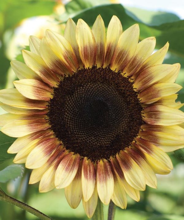 ProCut? Red/Lemon Bicolor Sunflower Seed