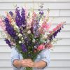 Johnny's Sublime Mix - Larkspur Seed