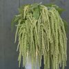 Emerald Tassels - Amaranthus Seed