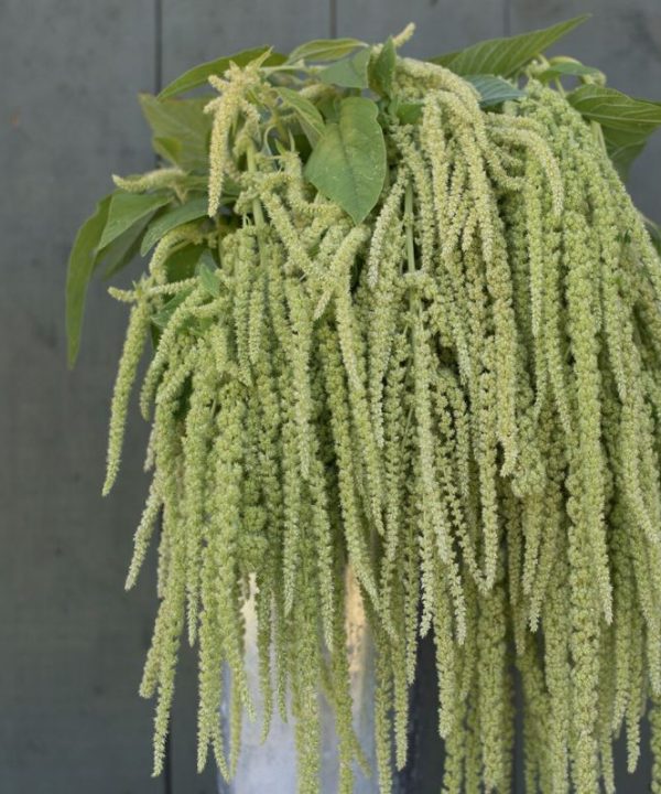 Emerald Tassels - Amaranthus Seed