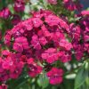 Amazon Neon Cherry Dianthus Seed