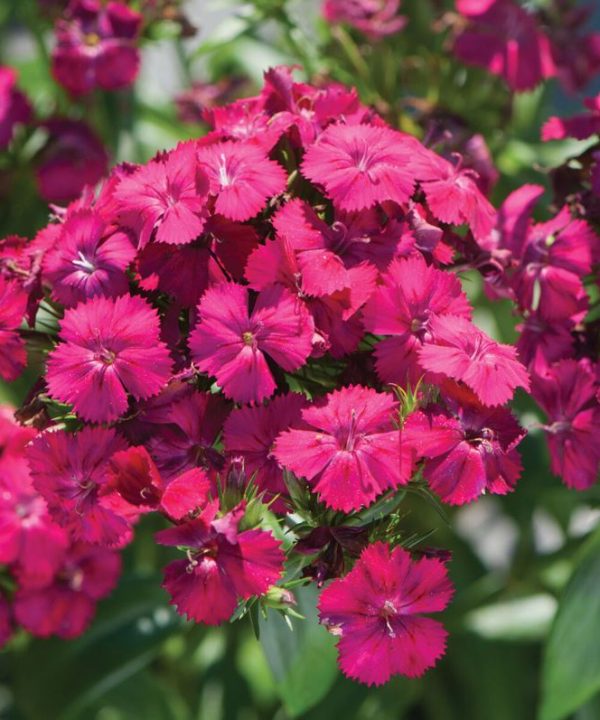 Amazon Neon Cherry Dianthus Seed